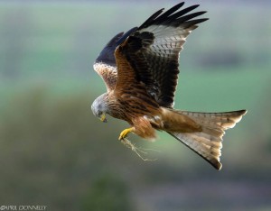 red kite